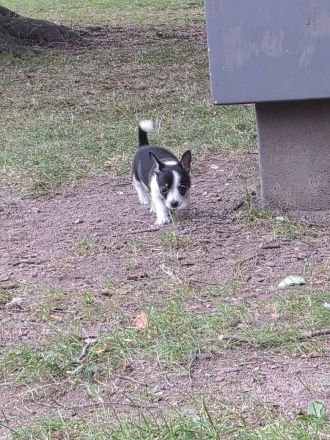 ❤️ Drei einzigartige Chihuahua-Pinscher-Welpen suchen ihr Für-immer-Zuhause