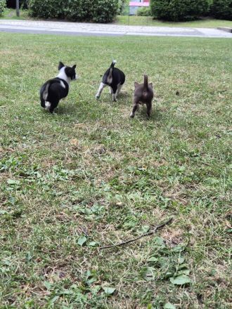 ❤️ Drei einzigartige Chihuahua-Pinscher-Welpen suchen ihr Für-immer-Zuhause