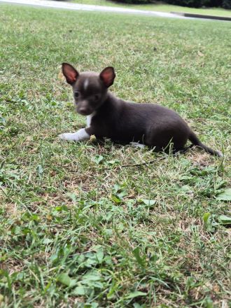 ❤️ Drei einzigartige Chihuahua-Pinscher-Welpen suchen ihr Für-immer-Zuhause