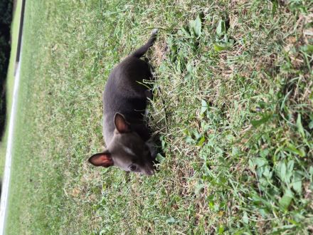 ❤️ Drei einzigartige Chihuahua-Pinscher-Welpen suchen ihr Für-immer-Zuhause