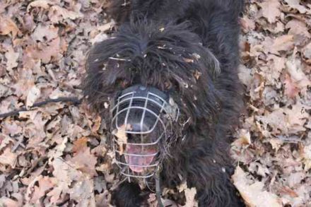 Lucky, Riesenschnauzer-Wachtel-Mix, geb. 2018, su. Menschen mit Rasseerfahrung und Kompetenz