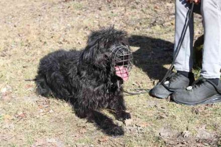 Lucky, Riesenschnauzer-Wachtel-Mix, geb. 2018, su. Menschen mit Rasseerfahrung und Kompetenz