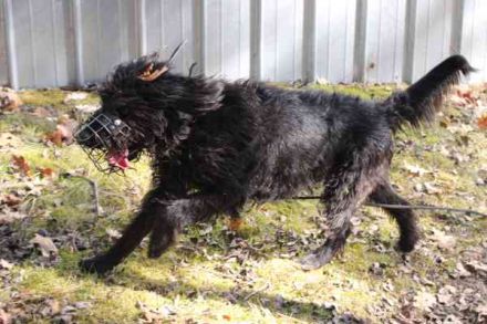 Lucky, Riesenschnauzer-Wachtel-Mix, geb. 2018, su. Menschen mit Rasseerfahrung und Kompetenz