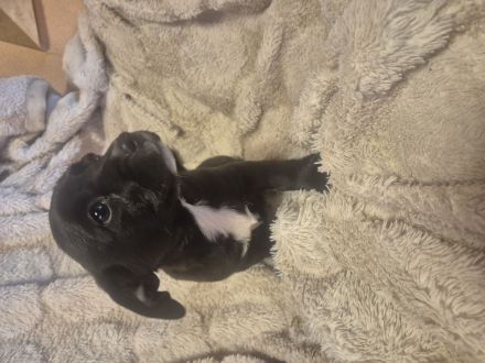 Jack russel terrier Yorkshire terrier mix