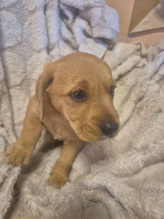 Jack russel terrier Yorkshire terrier mix