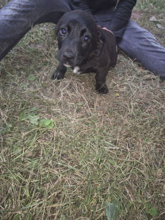 Jack russel terrier Yorkshire terrier mix