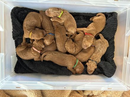 Rote Goldendoodle Multi-Generationen-Doodle Welpen