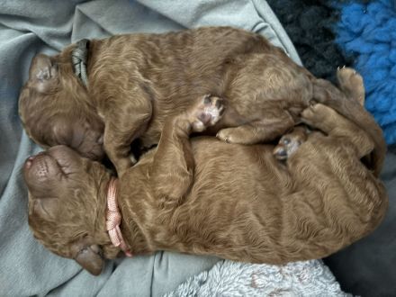 Rote Goldendoodle Multi-Generationen-Doodle Welpen