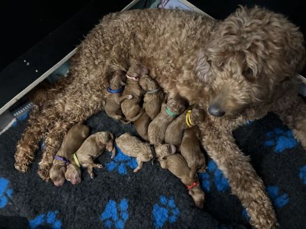 Rote Goldendoodle Multi-Generationen-Doodle Welpen