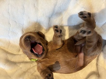 Rote Goldendoodle Multi-Generationen-Doodle Welpen