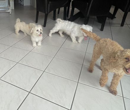 Maltipoo Welpen