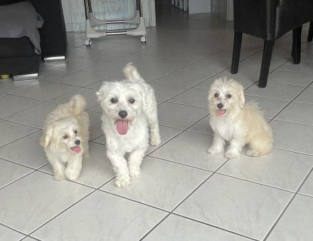 Maltipoo Welpen