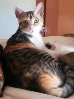 Thelma, Maya und Cashi