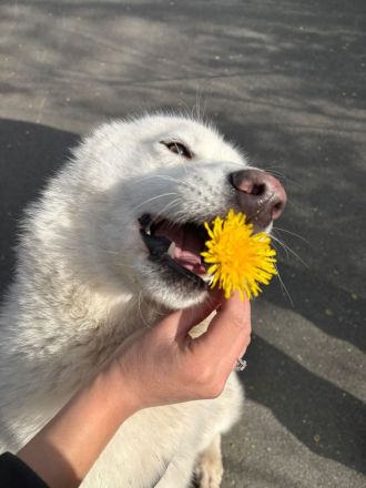 Husky- Samojede Welpen
