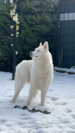 Husky- Samojede Welpen