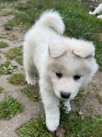 Husky- Samojede Welpen