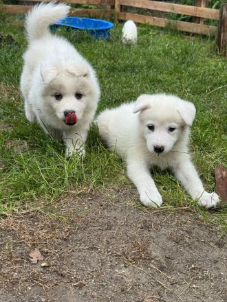 Husky- Samojede Welpen