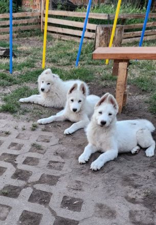 Samusky