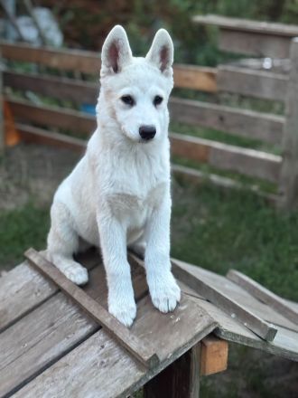 Samusky