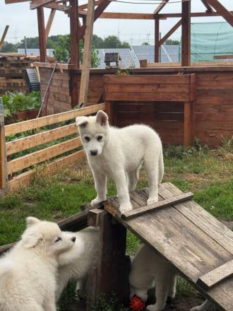 Samusky