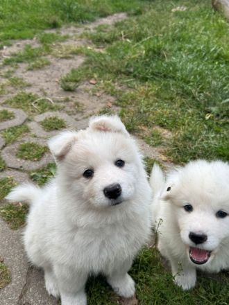 Husky- Samojede Welpen
