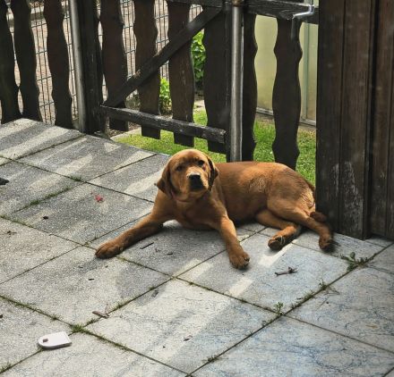 Zuckersüße Labrador Foxred Hündin