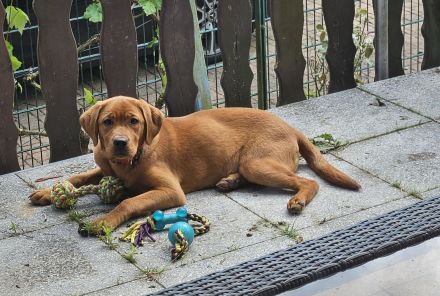 Zuckersüße Labrador Foxred Hündin