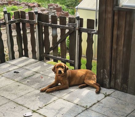 Zuckersüße Labrador Foxred Hündin