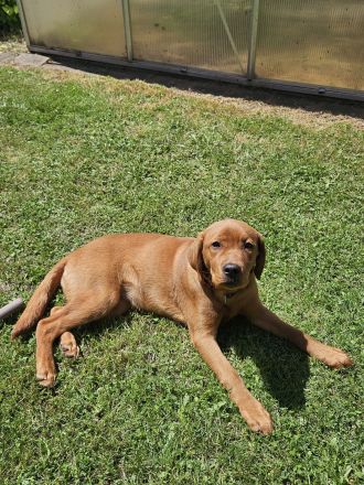 Zuckersüße Labrador Foxred Hündin