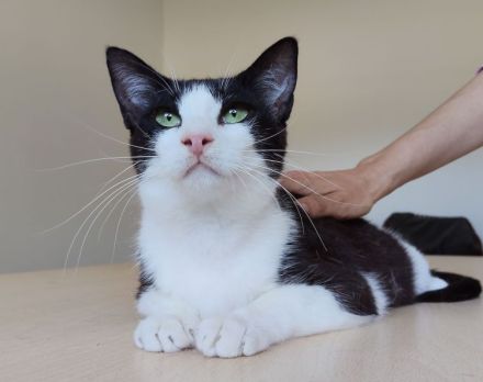 Gora sucht ein Zuhause mit freundlichen Katzenkumpels