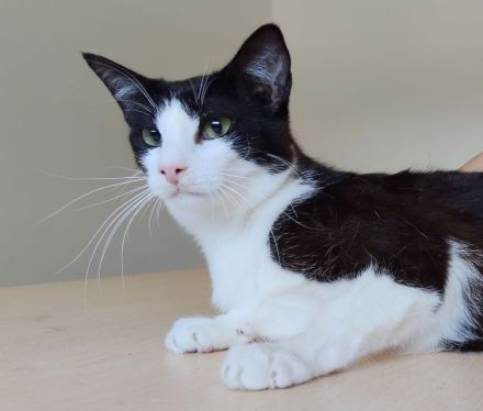 Gora sucht ein Zuhause mit freundlichen Katzenkumpels