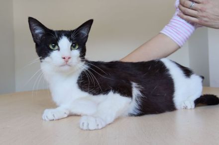 Gora sucht ein Zuhause mit freundlichen Katzenkumpels