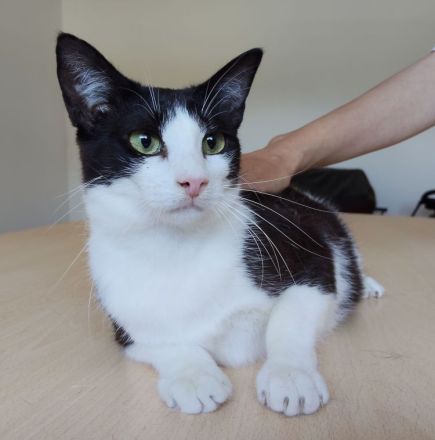 Gora sucht ein Zuhause mit freundlichen Katzenkumpels