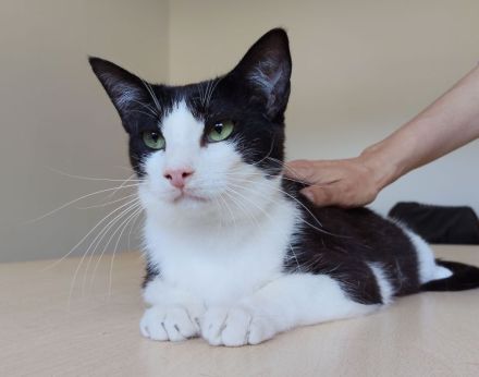 Gora sucht ein Zuhause mit freundlichen Katzenkumpels