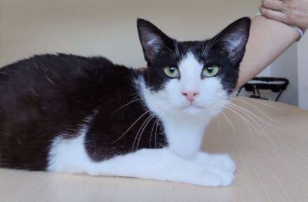 Gora sucht ein Zuhause mit freundlichen Katzenkumpels