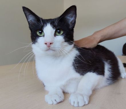 Gora sucht ein Zuhause mit freundlichen Katzenkumpels