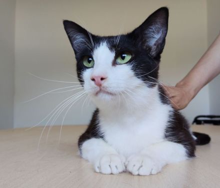 Gora sucht ein Zuhause mit freundlichen Katzenkumpels