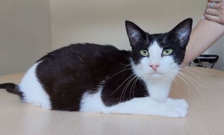 Gora sucht ein Zuhause mit freundlichen Katzenkumpels