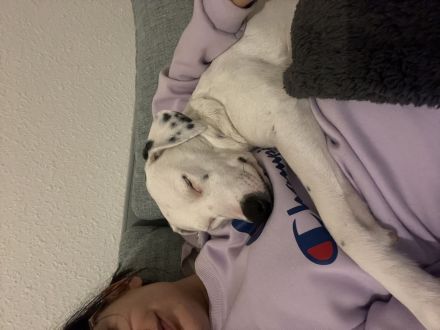 Ruhiges Hundemädchen