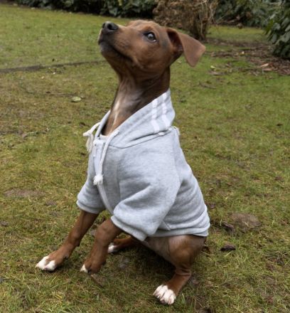 Jack Russell