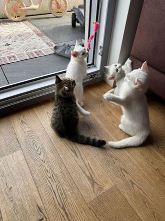 BKH Kittem