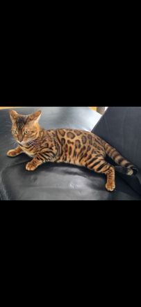Wunderschöner, reinrassiger Bengal-Deckkater „Clock“ (1 Jahr) sucht Damenbesuch! 🐆🐾
