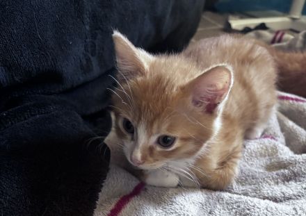 Maincoon mix kitten
