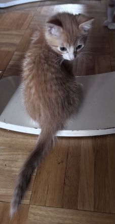 Maincoon mix kitten