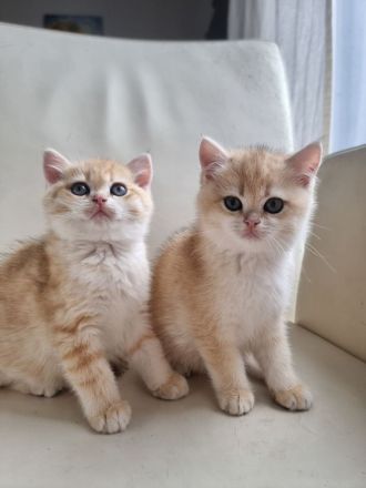 Britisch Kurzhaar Kitten Red Golden