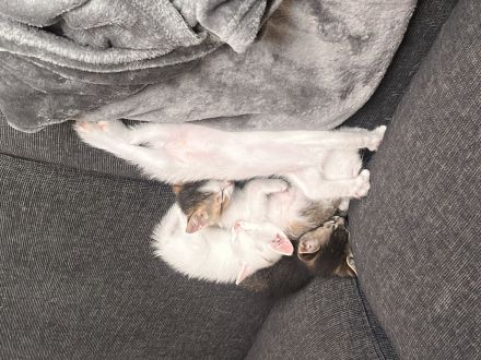 baby katzen suchen ein neues zuhause