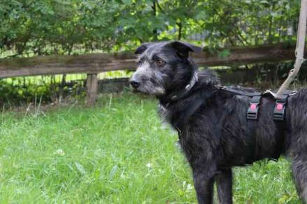 Winnie, Jagdhund-Schnauzer-Mix, geb. 2024, su. hundeerfahrene Menschen, die wissen wie man mit ängli