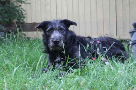 Winnie, Jagdhund-Schnauzer-Mix, geb. 2024, su. hundeerfahrene Menschen, die wissen wie man mit ängli