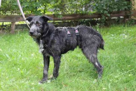 Winnie, Jagdhund-Schnauzer-Mix, geb. 2024, su. hundeerfahrene Menschen, die wissen wie man mit ängli