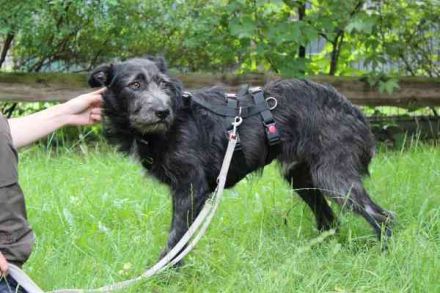 Winnie, Jagdhund-Schnauzer-Mix, geb. 2024, su. hundeerfahrene Menschen, die wissen wie man mit ängli